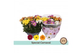 Chrysanthemum ind. carnaval special schaal