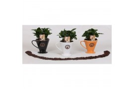 Arrangementen planten in schaal coffea in keramiek koffiefilter