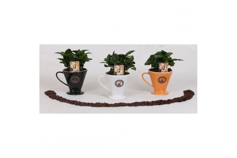 Arrangementen planten in schaal coffea in keramiek koffiefilter 