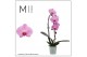 Phalaenopsis pink naomi 1 tak flow cascade mimesis 