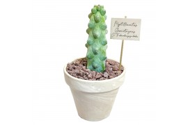 Cactus myrtillocactus gemetrizans cv fukurokuryuzinboku in white basal