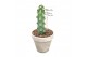 Cactus myrtillocactus gemetrizans cv fukurokuryuzinboku in white basal 