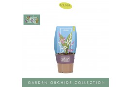 Bletilla Garden Orchids 3+ mix