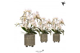 Phalaenopsis multiflora wit 4 tak liberty in binti grey kolibri orchid
