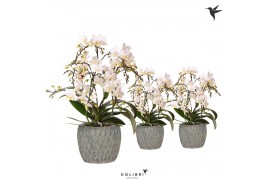 Phalaenopsis multiflora wit 4 tak liberty in marrakesh grey kolibri or
