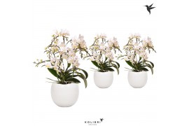 Phalaenopsis multiflora wit 4 tak liberty in bowl pot white