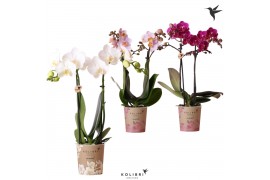 Phalaenopsis multiflora 2 tak kolibri orchids