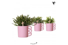 Rhipsalis mix in happy mug pink kolibri greens