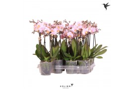 Phalaenopsis multiflora roze kolibri orchids 2 tak + etiket