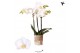 Phalaenopsis multiflora wit 3 tak sweden kolibri orchids 
