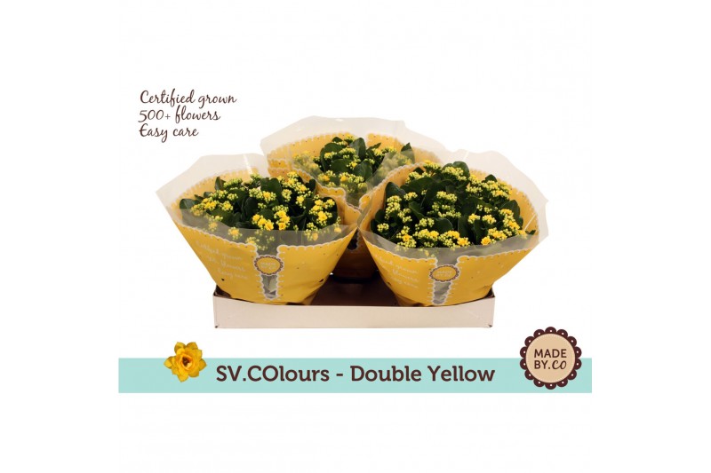 Kalanchoe rosalina don amarillo double yellow in box 