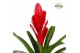Vriesea intenso red 