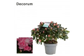 Rhododendron simsii bont Decorum
