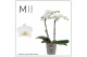 Phalaenopsis multiflora white 2 tak mimesis 