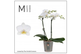 Phalaenopsis multiflora white 2 tak mimesis