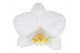 Phalaenopsis multiflora white 2 tak mimesis 