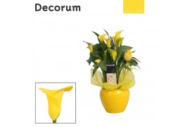 Zantedeschia sunclub geel decorum in ompot melanie Pasen