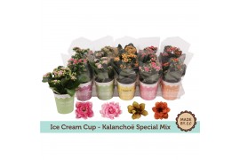 Kalanchoe bloss. mix tweekleurige bloemen special mix