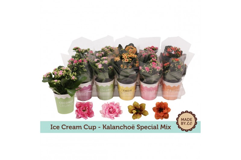 Kalanchoe bloss. mix tweekleurige bloemen special mix Kalanchoe bloss. mix tweekleurige bloemen special mix