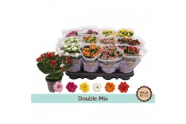 Kalanchoe bloss. mix 5 kleuren double mix