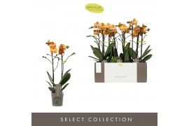 Phalaenopsis multiflora anthura las vegas Exclusivo Las Vegas Gold 2 s