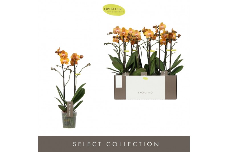Phalaenopsis multiflora anthura las vegas Exclusivo Las Vegas Gold 2 s 