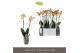 Phalaenopsis multiflora anthura las vegas Exclusivo Las Vegas Gold 2 s 