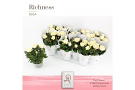 Rosa amorosa infinity white wit dolcamore richness