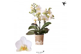 Phalaenopsis multiflora wit 3 tak lausanne kolibri orchids