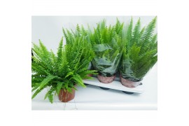 Nephrolepis exaltata green lady Met Hoes
