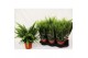 Nephrolepis exaltata green lady Met Hoes 