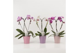 Phalaenopsis 2 tak Hearts in pastel roze/paars tinten keramiek
