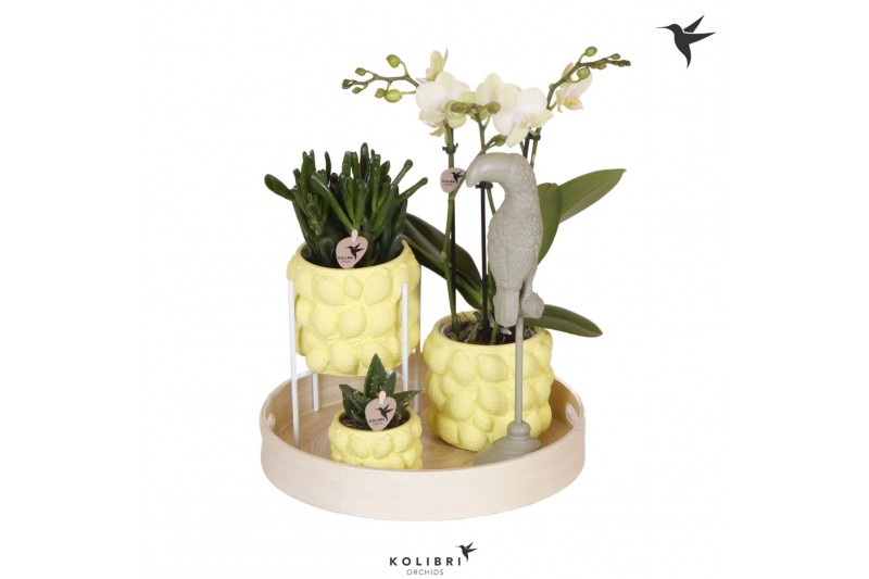 Arrangementen kamerplanten Kolibri Green up your home gift set Optimis 
