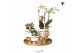 Arrangementen kamerplanten Kolibri Green up your home gift set Luxury  