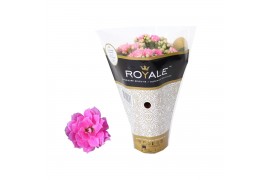 Kalanchoe rosalina roze royale