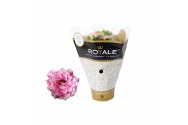 Kalanchoe rosalina don darcio roze royal