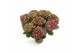 Hydrangea macr. saxon schloss wackerbarth 5/6 bloem 