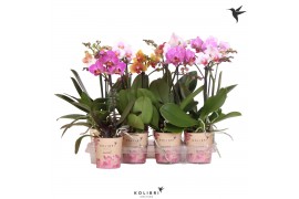 Phalaenopsis multiflora mix kolibri orchids 1 tak + etiket