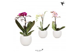 Phalaenopsis multiflora 1 tak mix in bowl pot white kolibri orchids