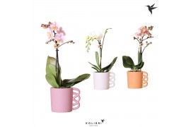 Phalaenopsis multiflora 1 tak in happy mug mix kolibri orchids