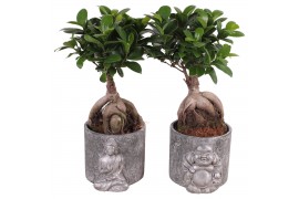 Ficus  microcarpa ginseng 12cm in 15cm Concrete Silver Buddha