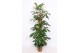 Philodendron Philodendron Dragon Tail,10 pp 