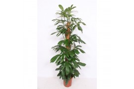 Philodendron Philodendron Dragon Tail,10 pp