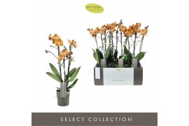 Phalaenopsis multiflora exclusivo las vegas Exclusivo Las Vegas Gold 3