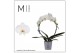 Phalaenopsis wit moon white biglip 2 tak boog mimesis 