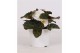 Begonia tuberhybride (white) 