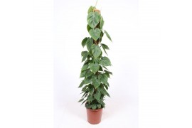 Philodendron scandens mosstok
