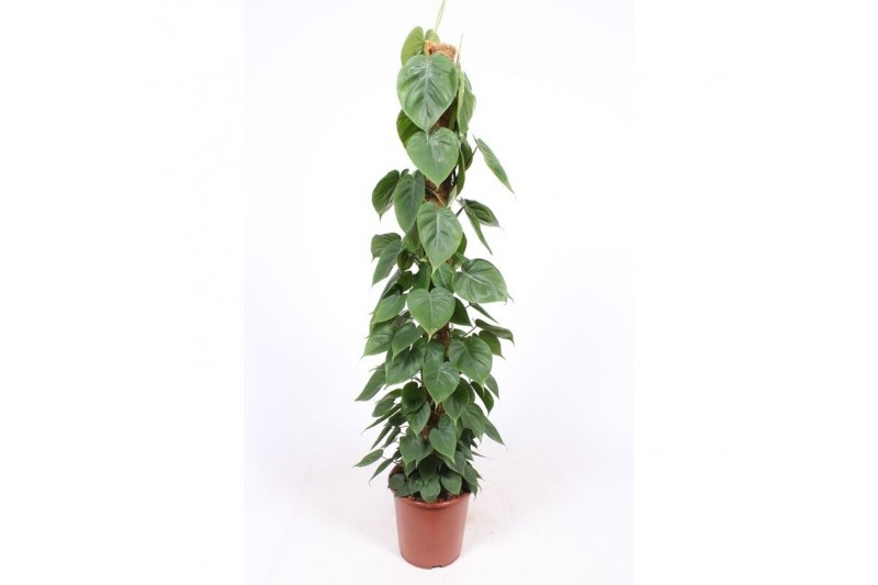 Philodendron scandens mosstok 