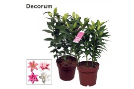 Lilium oriental Roselily Mix Decorum