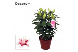 Lilium roselily nowa decorum